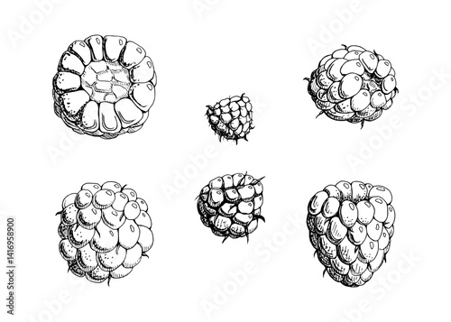 Raspberry ripe sloe fruit hand drawn in vector ink, garden berry dewberry boysenberry mulberry loganberry cloudberry. Botanical isolated illustration. Recipe book, craft farmers market, eco gardening