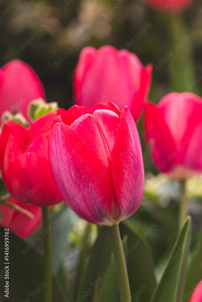 Fototapeta premium Tulips on a blurred background on a sunny day in April .