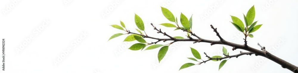 A solitary branch with intricate details on white, tree branch, twig