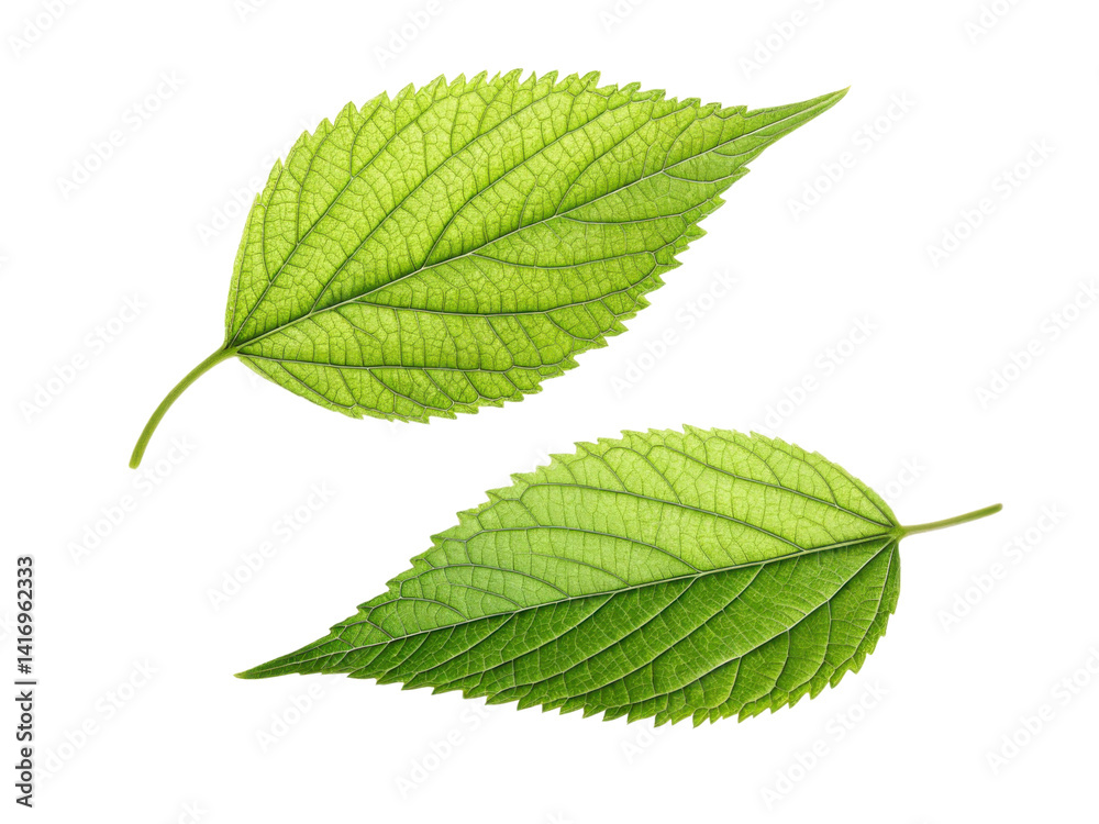 Two green leaves with intricate veins and fresh appearance, symbolizing nature and growth Two green leaves with intricate veins and fresh appearance, symbolizing nature and growth