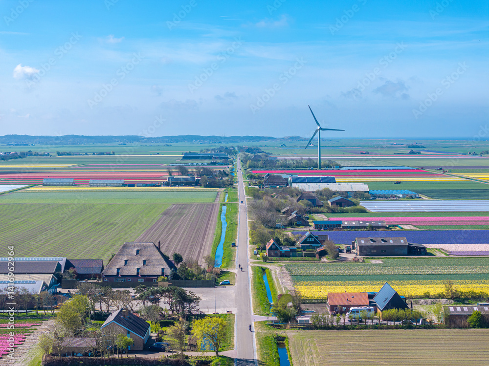 Holland Tulpen