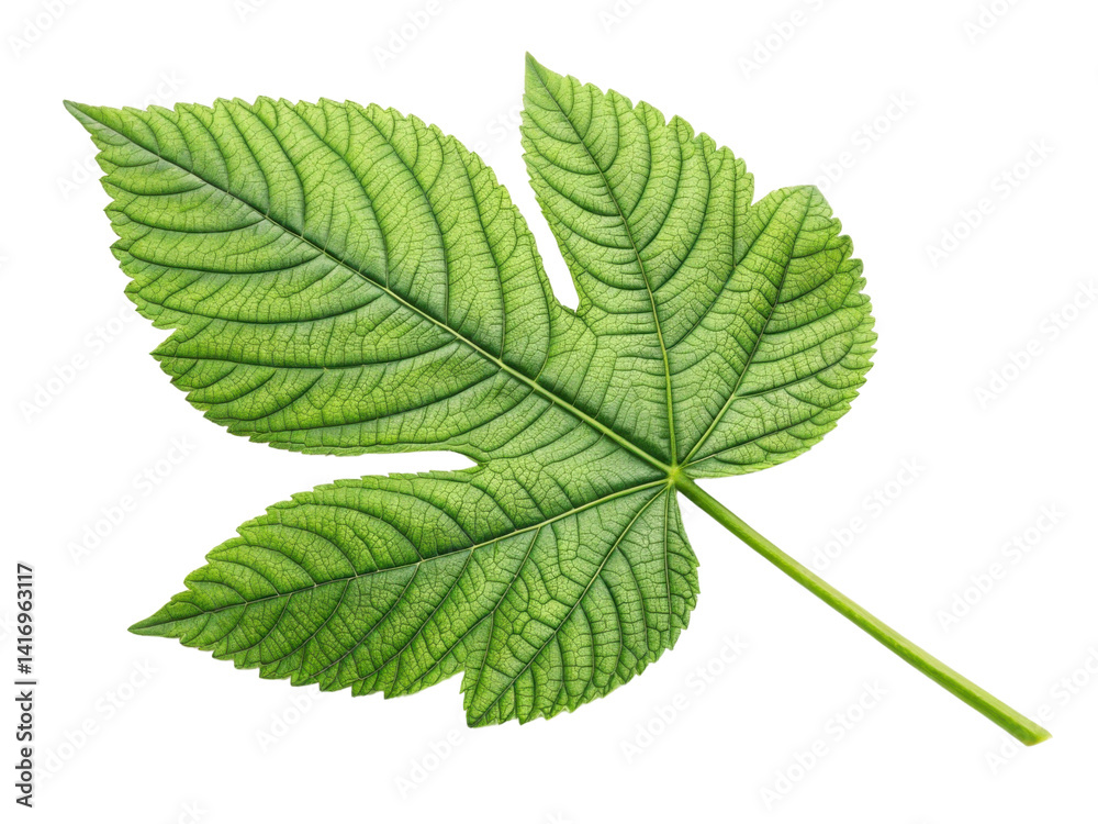 vibrant green leaf with intricate veins and smooth texture, showcasing nature beauty and detail vibrant green leaf with intricate veins and smooth texture, showcasing nature beauty and detail