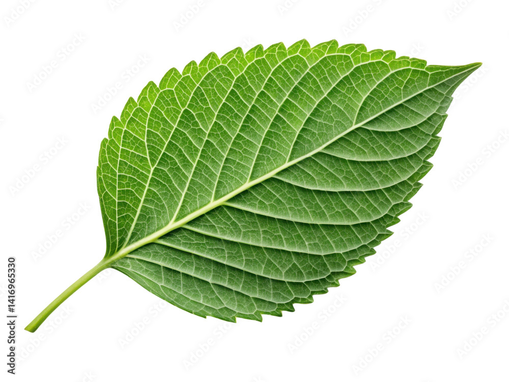Obraz premium vibrant green leaf with intricate veins and smooth texture, symbolizing nature and freshness