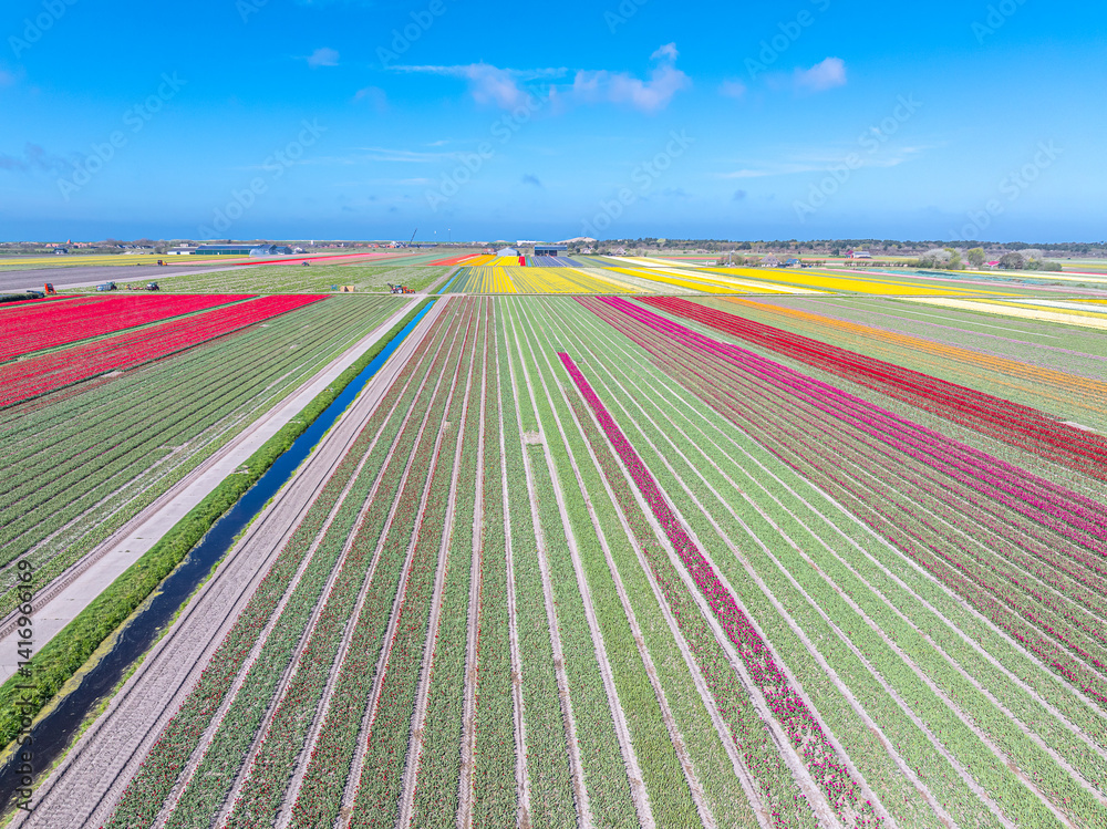 Holland Tulpen