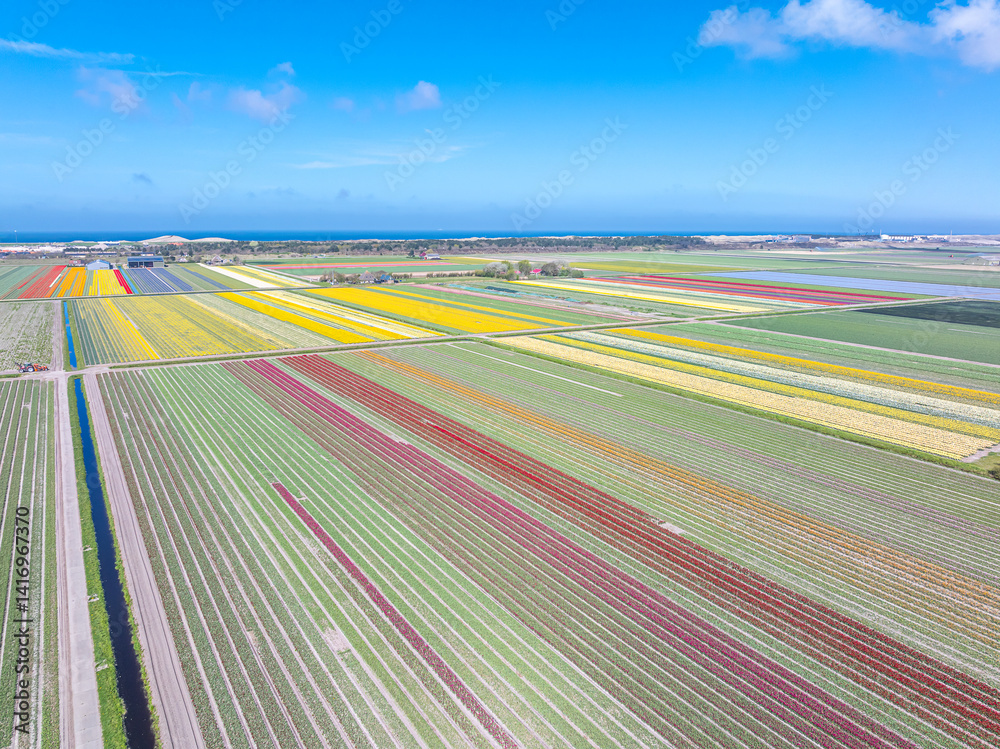 Holland Tulpen