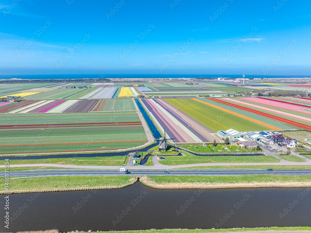 Holland Tulpen