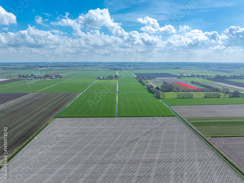 Obraz na płótnie Holland Tulpen w salonie