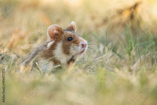 European hamster (Cricetus cricetus) in its natural environment. Close-up of a wild rodent in grass, captured in an urban setting with soft natural light.