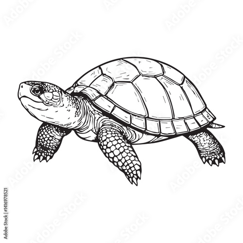 Wood Turtle hand drawn coloring page and outline vector design white Background.