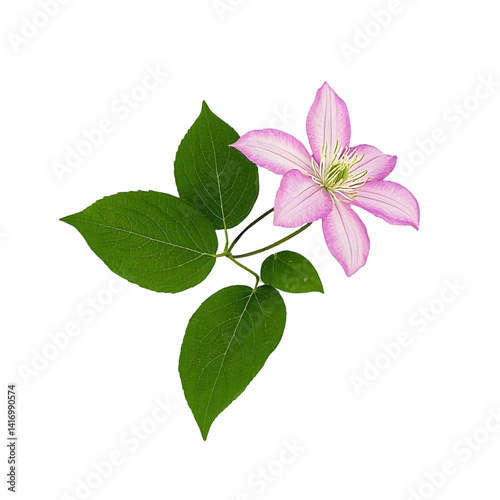 lilac branch isolated on white background