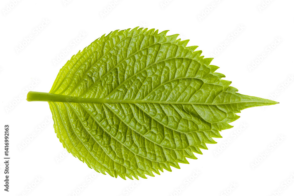 Fototapeta premium A close-up of the underside of a hydrangea leaf, highlighting its rich green color, intricate vein patterns, and subtly serrated edges, a beautiful blend of nature's artistry