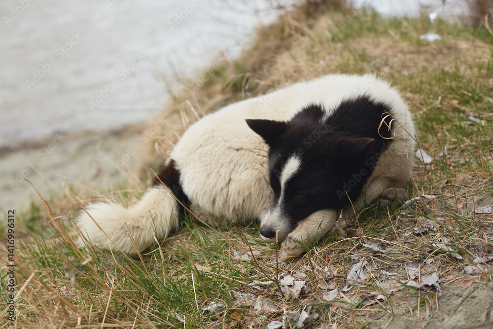 Obraz premium Sleepy dog resting on the grassy bank beside a serene water body during a calm afternoon
