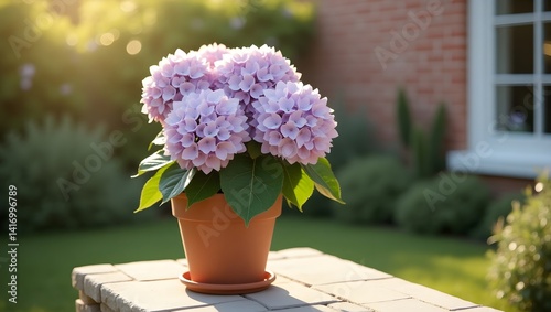Obraz na płótnie Hydrangea in terracotta pot garden sunlight w salonie