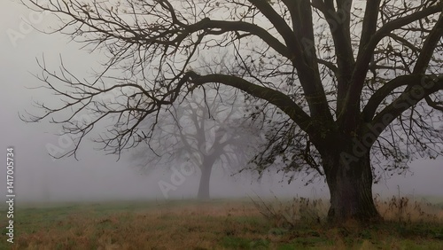 Obraz na płótnie Misty Autumn Landscape with Bare Trees w salonie