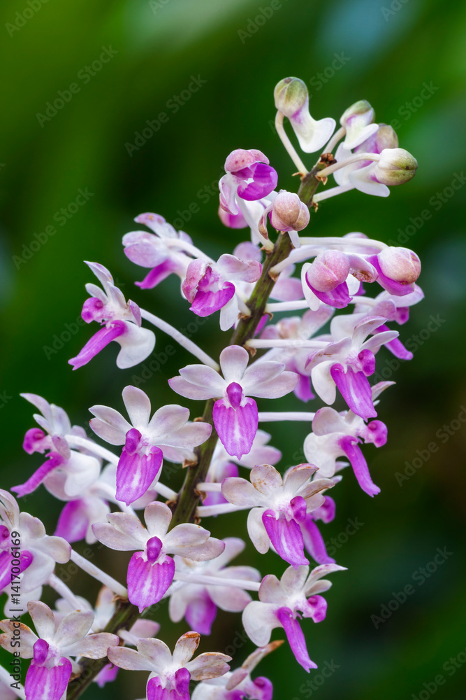 Closeup view of tropical epiphytic orchid species seidenfadenia mitrata purple and white cluster of flowers blooming outdoors on natural background Closeup view of tropical epiphytic orchid species seidenfadenia mitrata purple and white cluster of flowers blooming outdoors on natural background