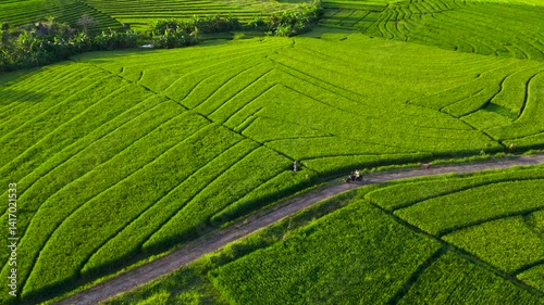 Man drives classic motorcycle bike along green rice fields in Bali. Eco traveling in countryside. Riding motorbike alone 