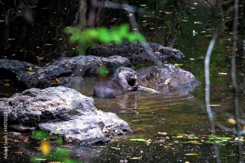 Lutrogale perspicillata eating meal on the river