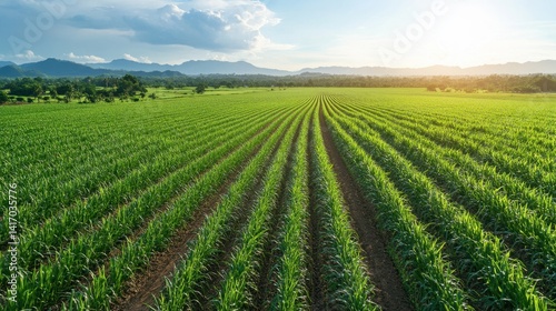 Aerial view of lush sugarcane field in rural countryside, organized in neat rows ready for harvest