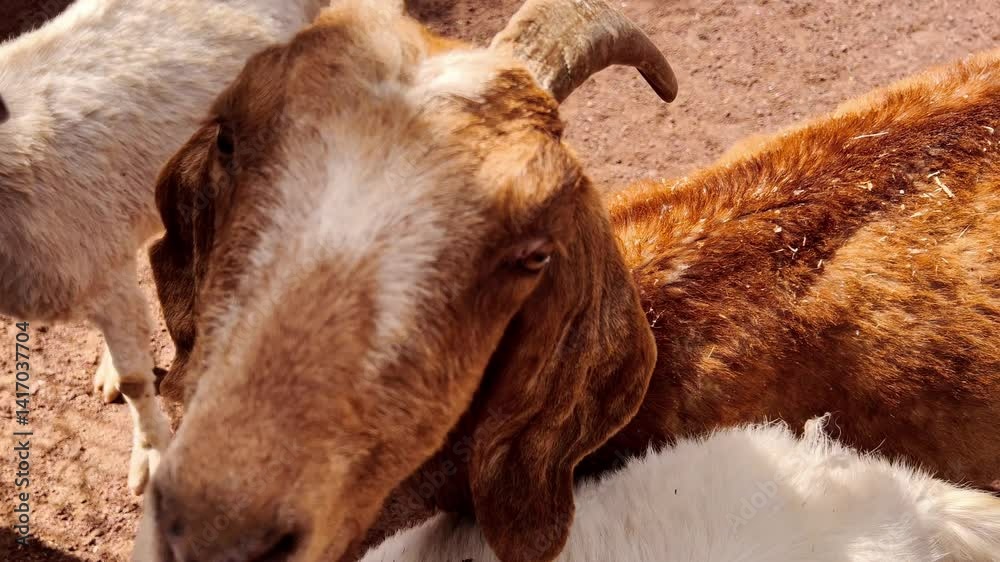 Image of two white goats and one brown one looking for food. Image of two white goats and one brown one looking for food.