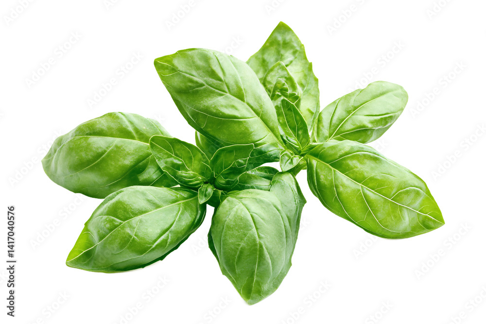 A vibrant sprig of fresh basil, bursting with the promise of summer flavors and aromatic culinary delights, sharply in focus against a clean white background. A vibrant sprig of fresh basil, bursting with the promise of summer flavors and aromatic culinary delights, sharply in focus against a clean white background.