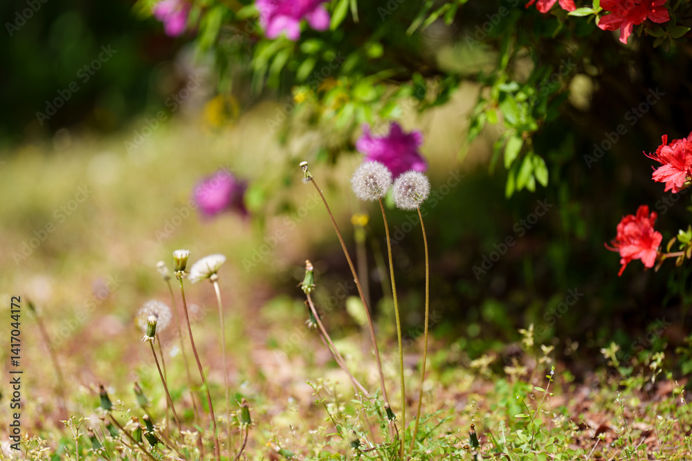 Fototapeta premium Close-up photo of a landscape with dandelion seeds blooming in a green field