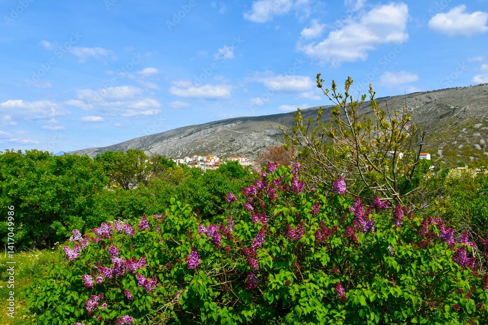 Pink flowering common lilac (Syringa vulgaris) shrub at Nehaj park in Senj, Croatia with Mala kapelamountain range above