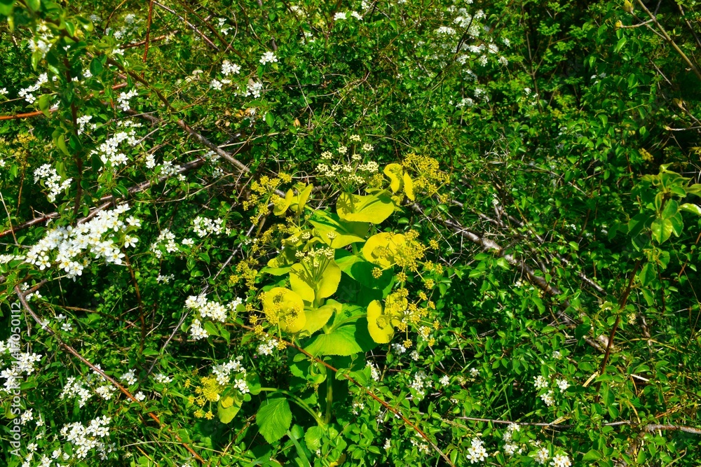Yellow, white and green perfoliate alexanders (Smyrnium perfoliatum) flowers