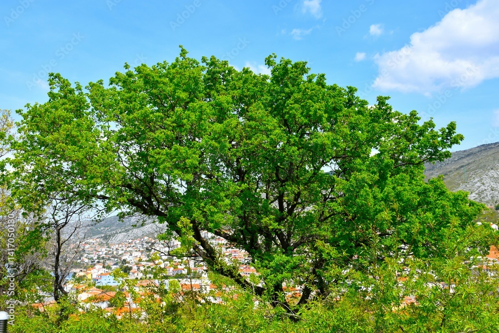 Maple (Acer monspessulanum) tree in green foliage above the town of Senj in Nehaj park in Croatia