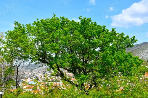Maple (Acer monspessulanum) tree in green foliage above the town of Senj in Nehaj park in Croatia