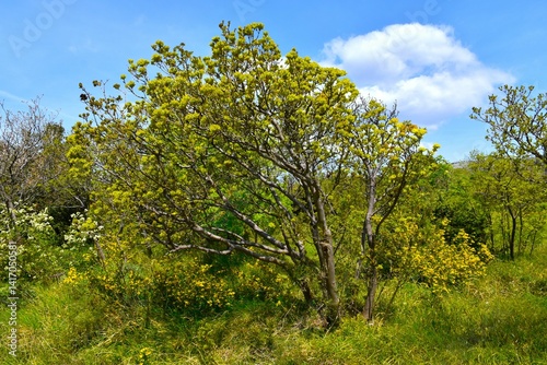 Mediterranean vegetation with small trees in springtime