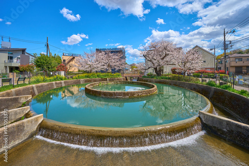 春の桜咲く神奈川県川崎市高津区の久地円筒分水(小杉,溝口,根方ぼり側から) photo