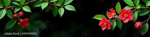 Obraz na płótnie Fragrant linden flowers, lush foliage, isolated on black, isolated, macro, close up w salonie