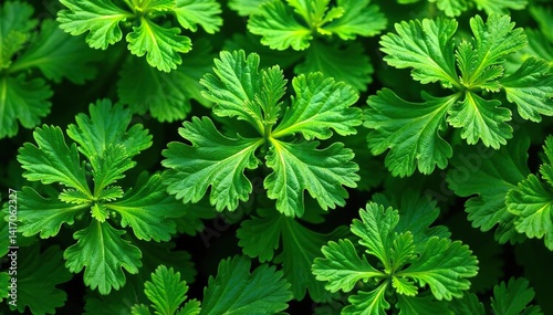 Intricate parsley leaves forming a natural, repeating design , food, ingredient, macro