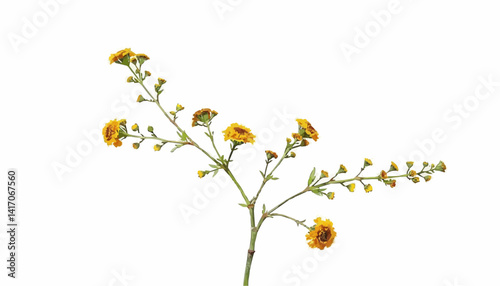 Yellow flowers branching against a white background  
