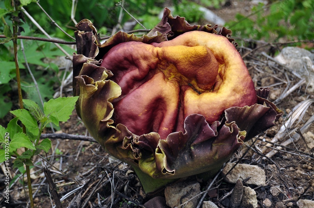 plant in the forest
