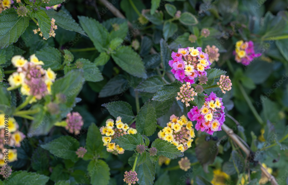 Beautiful pink Lantana camara flowers in the garden. Its Turkish name is verbena.