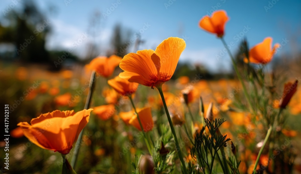 Obraz premium Vibrant Orange California Poppies Bloom Brightly in Sunny Field, Displaying Delicate Petals and Lush Green Foliage. Nature's Beauty at its Best!
