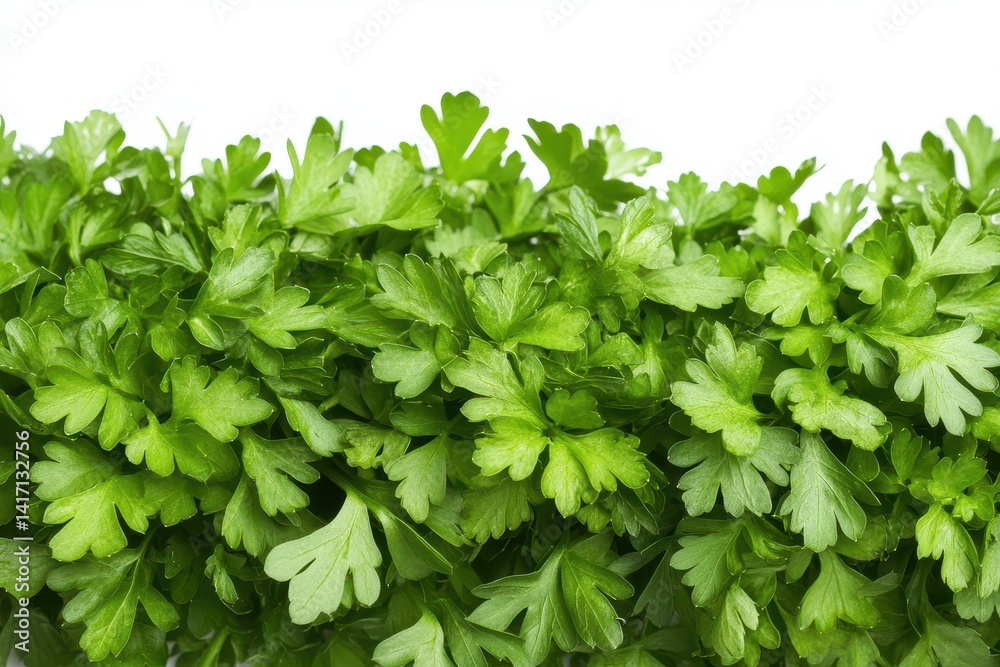 Obraz premium Herbs Background. Fresh Green Herb Frame on White Background with Copy Space