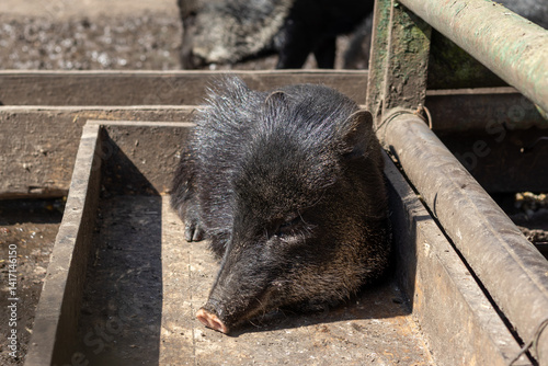 Sleeping pig  the Collared Peccary