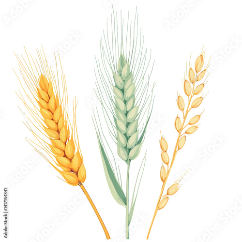 Vsai three ears of wheat showing different stages of ripening