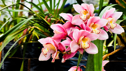 Fotografía Attractive pink Cymbidium  orchid on green background