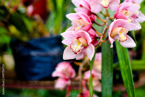 Attractive branch of  pink cymbidium orchid flowers in the garden 