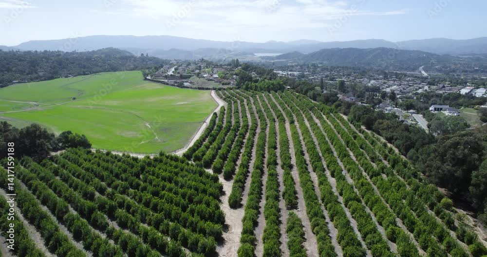 Tree Plantation And Mountain Landscape Overlooking A City In The Ojai Valley, Aerial Flyover. Tree Plantation And Mountain Landscape Overlooking A City In The Ojai Valley, Aerial Flyover.