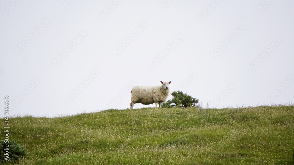 Fototapeta premium Closeup of spring lamb in a field in New Zealand