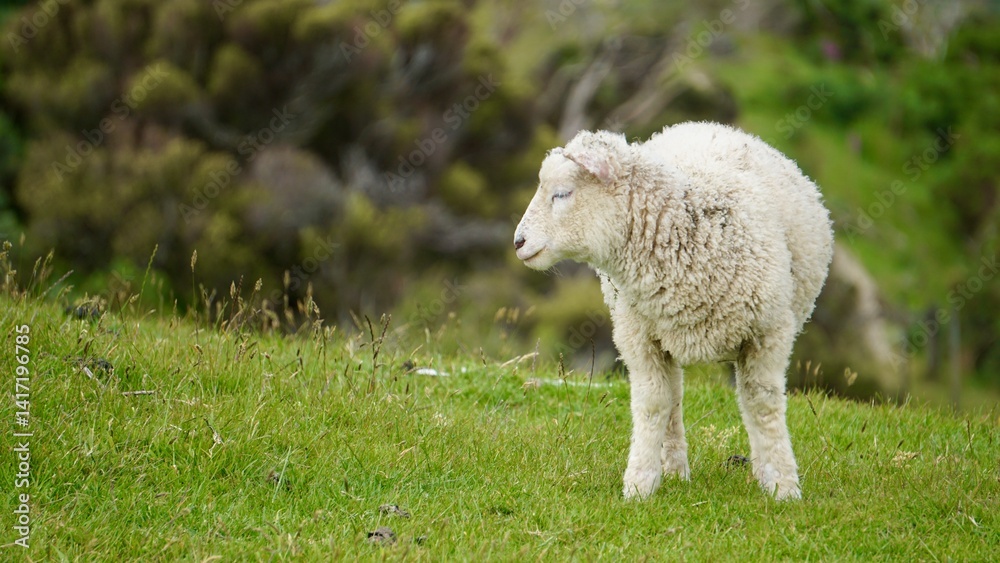 Closeup of spring lamb in a field in New Zealand Closeup of spring lamb in a field in New Zealand