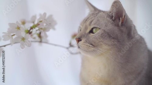 4k Video Showcasing Indoor Cats Delighting in the Beauty of Cherry Blossoms During Springtime