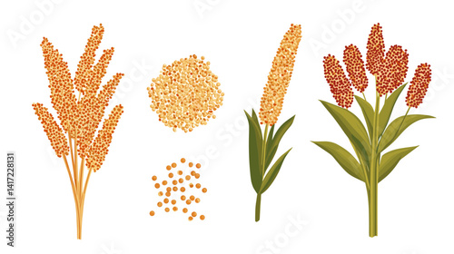 Detailed Illustration of Millet and Sorghum Grains and Plants