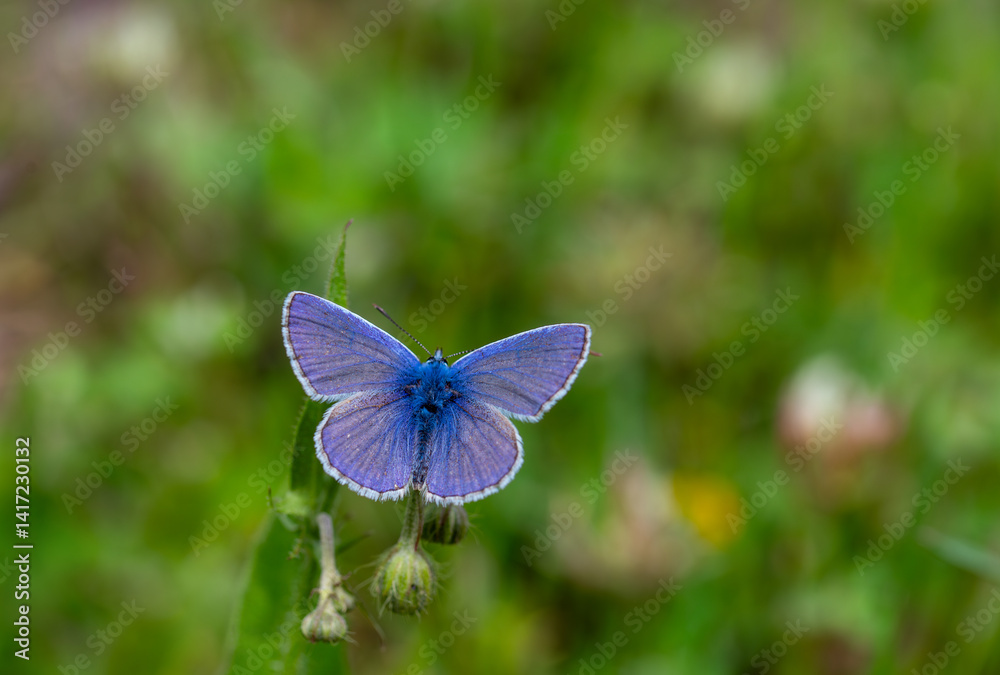 Multi-eyed Blue butterfly (Polyommatus icarus) spreading its wings on a plant