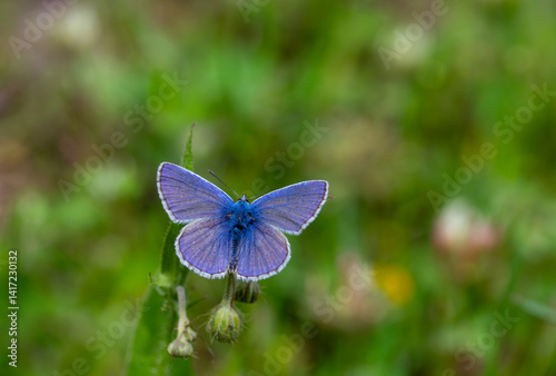 Obraz na płótnie Multi-eyed Blue butterfly (Polyommatus icarus) spreading its wings on a plant w salonie