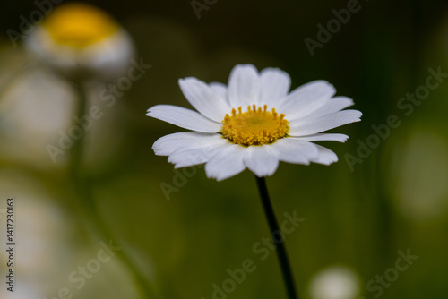 Mauranthemum paludosum, commonly known as creeping daisy or mini marguerite, is a perennial plant belonging to the family Asteraceae.